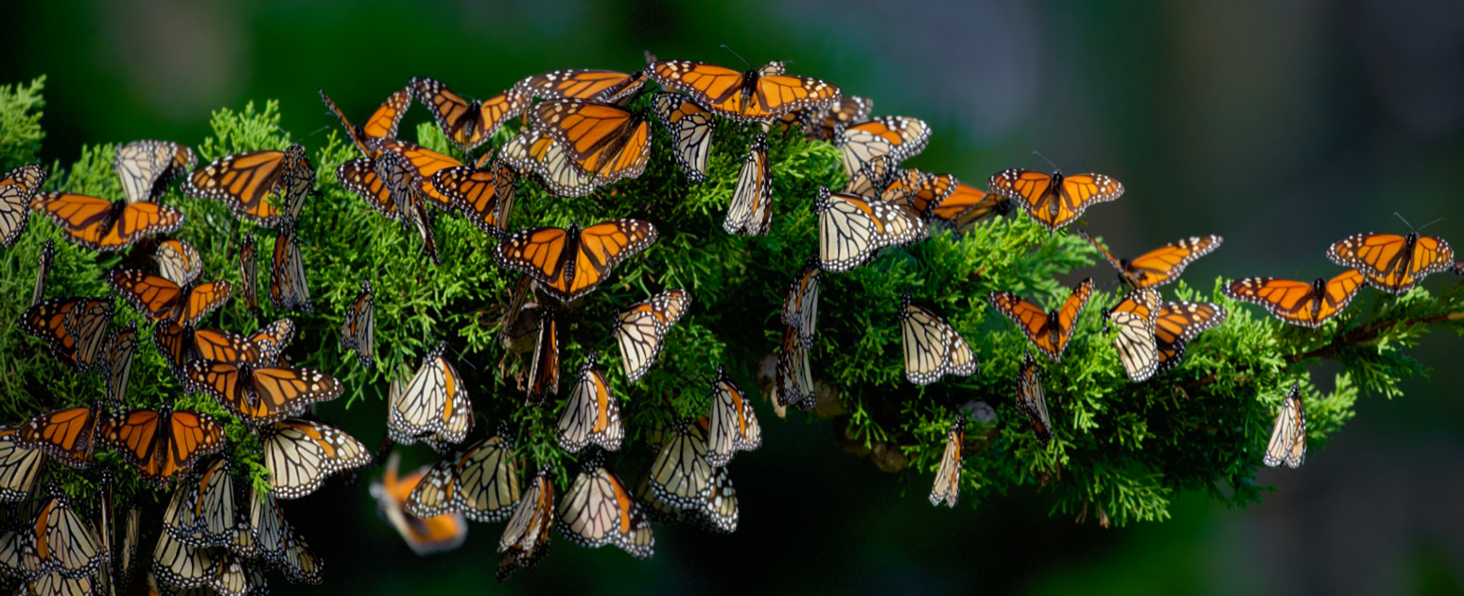 A horizontal cypress branch is covered with dozens of orange and black monarch butterflies.