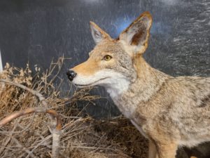 Side view of a taxidermied coyote