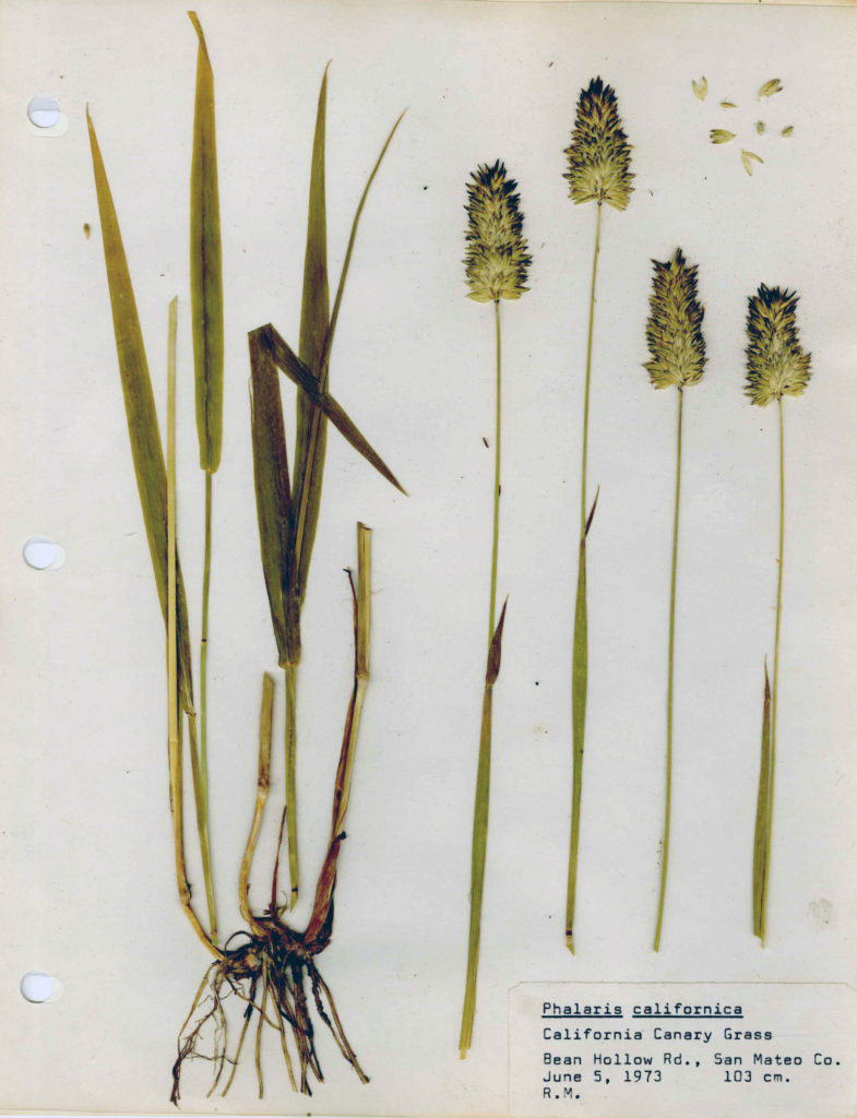 Herbarium specimen of California canary grass