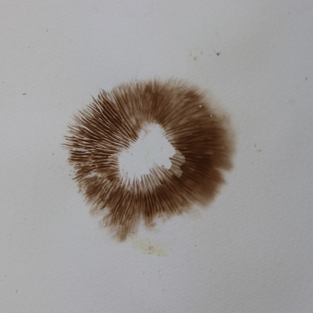 How to Make a Spore Print Santa Cruz Museum of Natural History