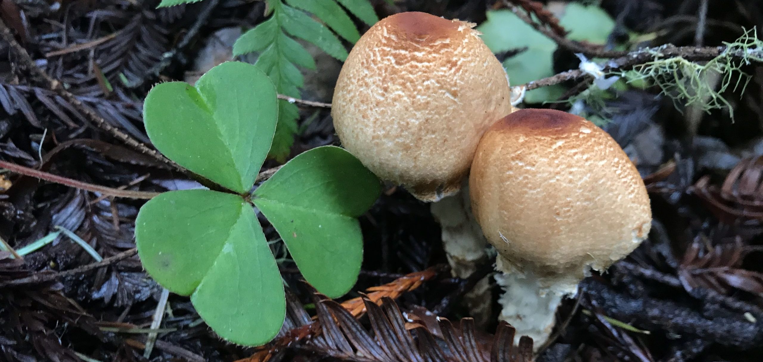 Two mushrooms with speckled brown patterns over white caps sprout up next to redwood sorrel.
