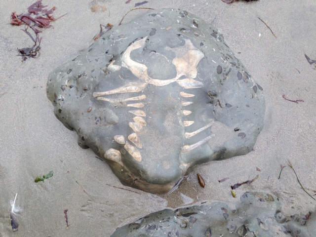 A large fossil in grey rock on the beach.