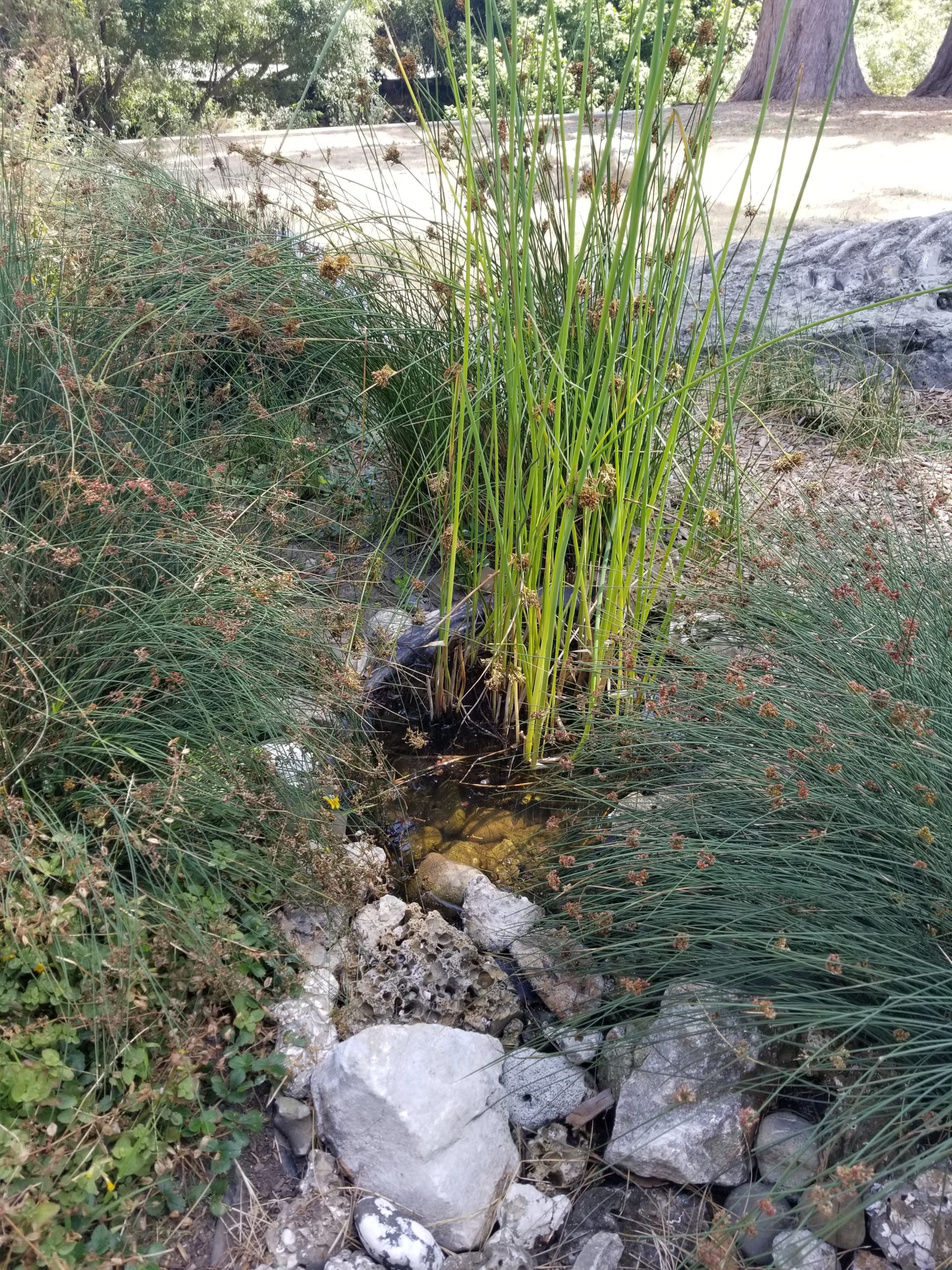 Tule (<i>Schoenoplectus sp.</i>)