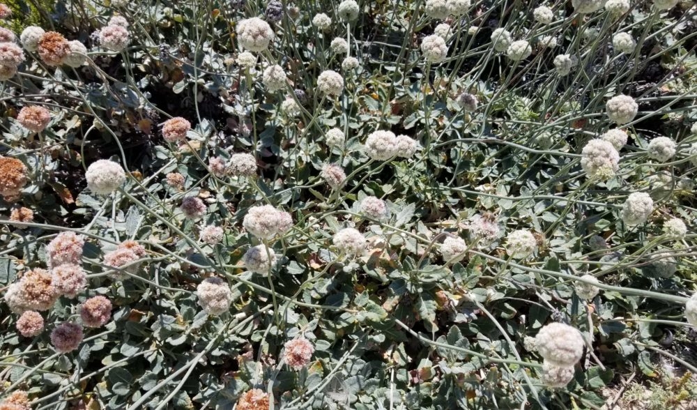 Seaside Buckwheat (<i>Eriogonum latifolium</i>)
