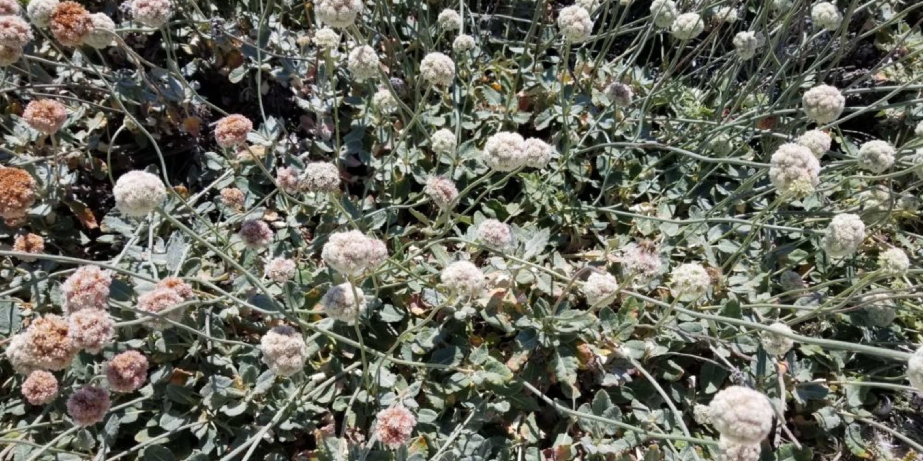 Seaside Buckwheat (<i>Eriogonum latifolium</i>)