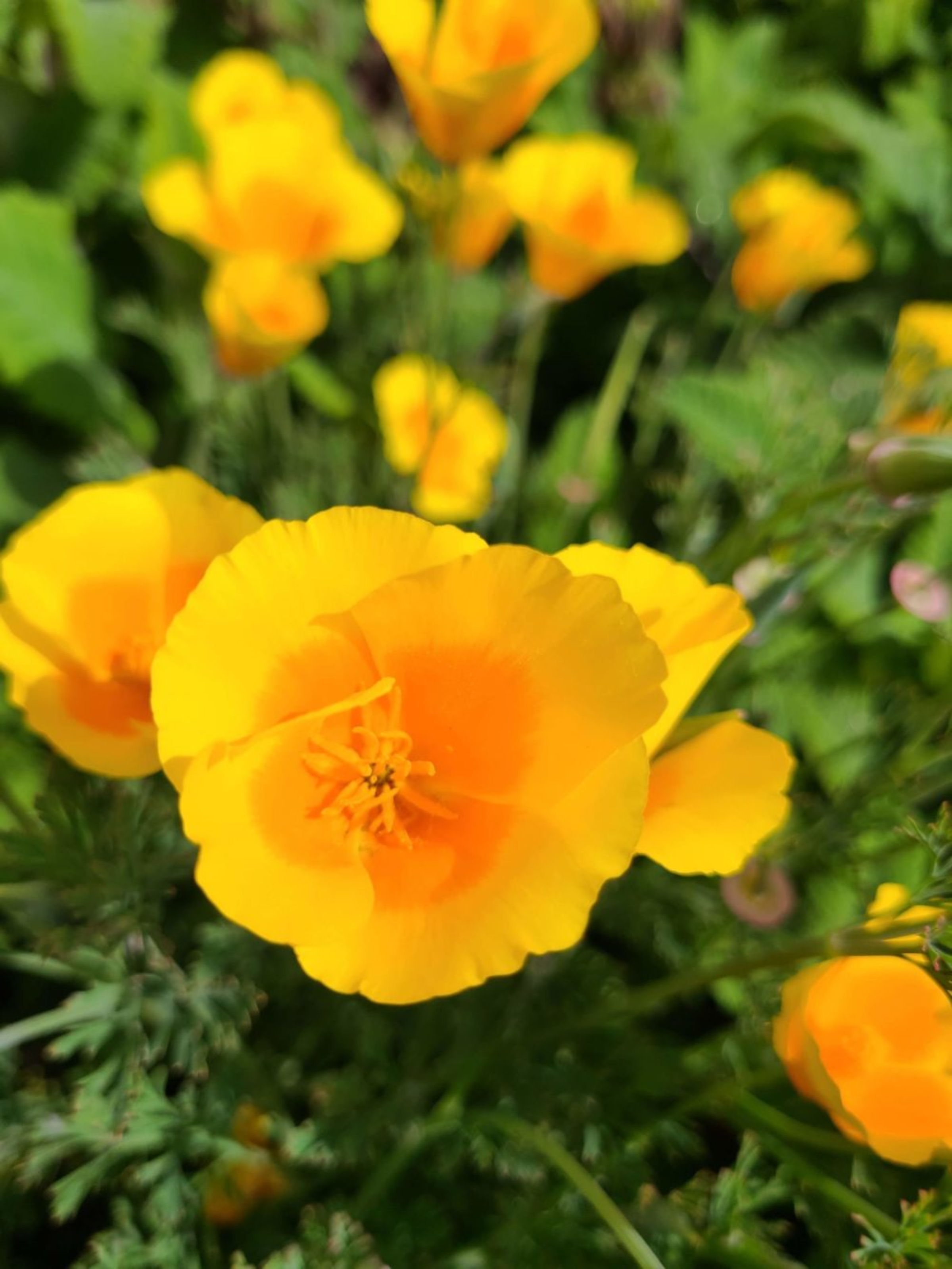 California Poppy (<i>Eschscholzia californica var. maritima</i>)