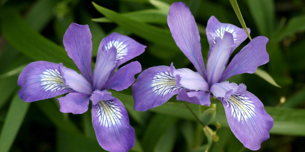 Douglas Iris (<i>Iris Douglasiana</i>)