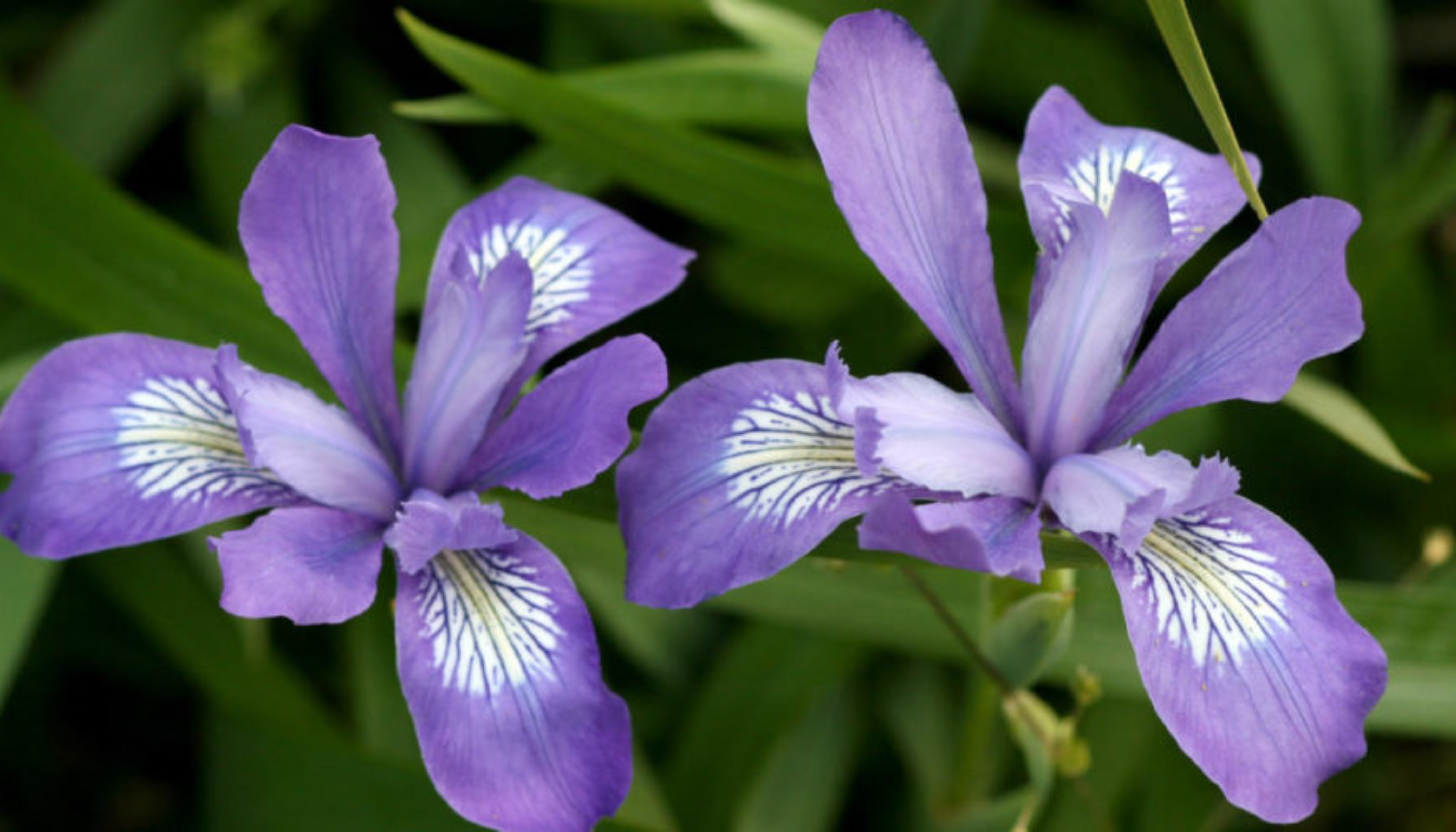 Douglas Iris (<i>Iris Douglasiana</i>)