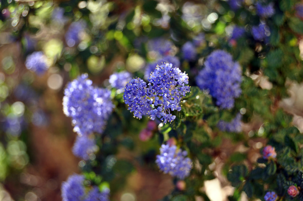 Dark Star Mountain Lilac (Hybrid <i>Ceanothus sp.</i>)