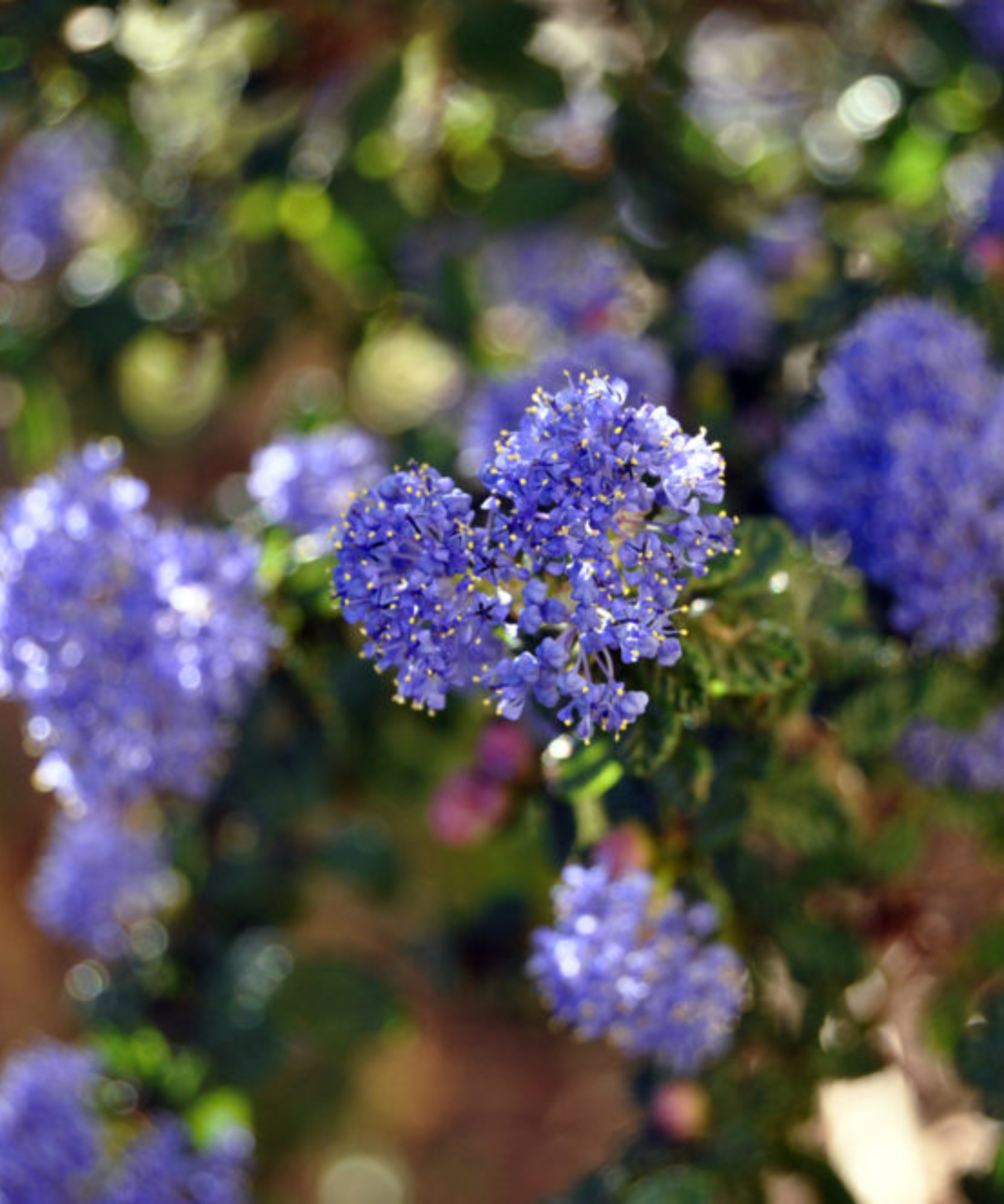 Dark Star Mountain Lilac (Hybrid <i>Ceanothus sp.</i>)
