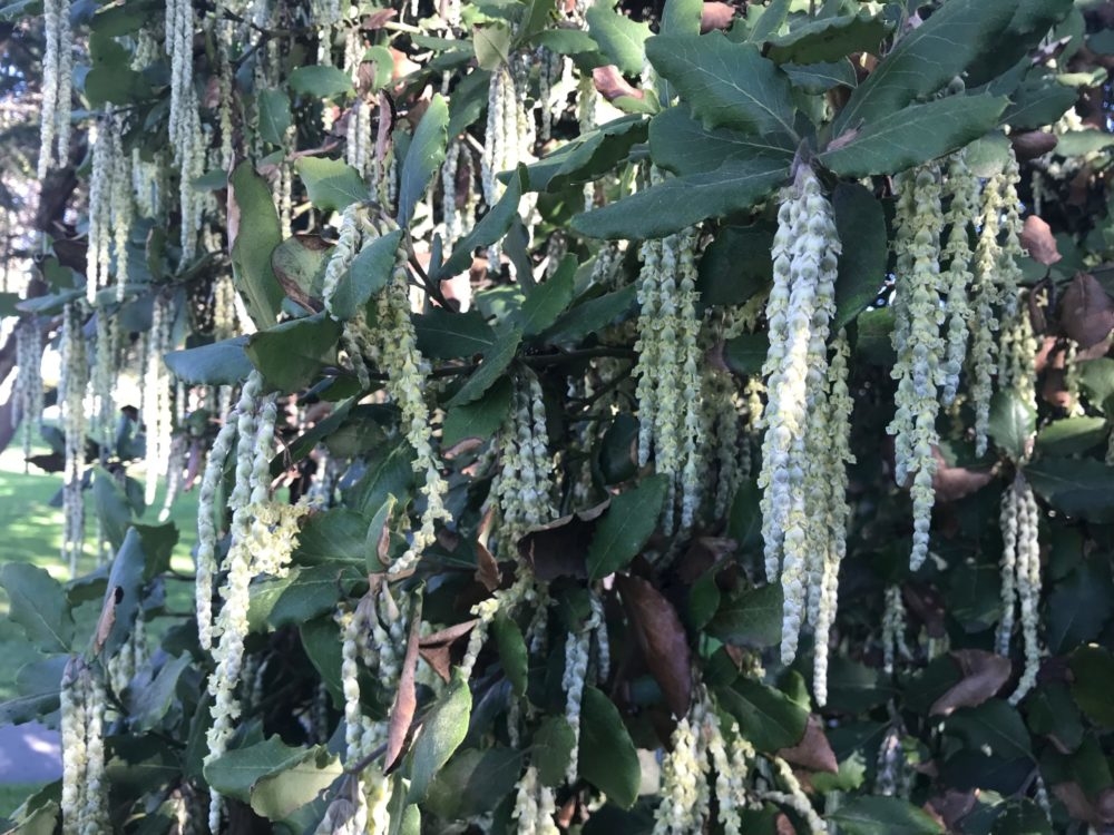 Coast Silk Tassel (<i>Garrya elliptica</i>)