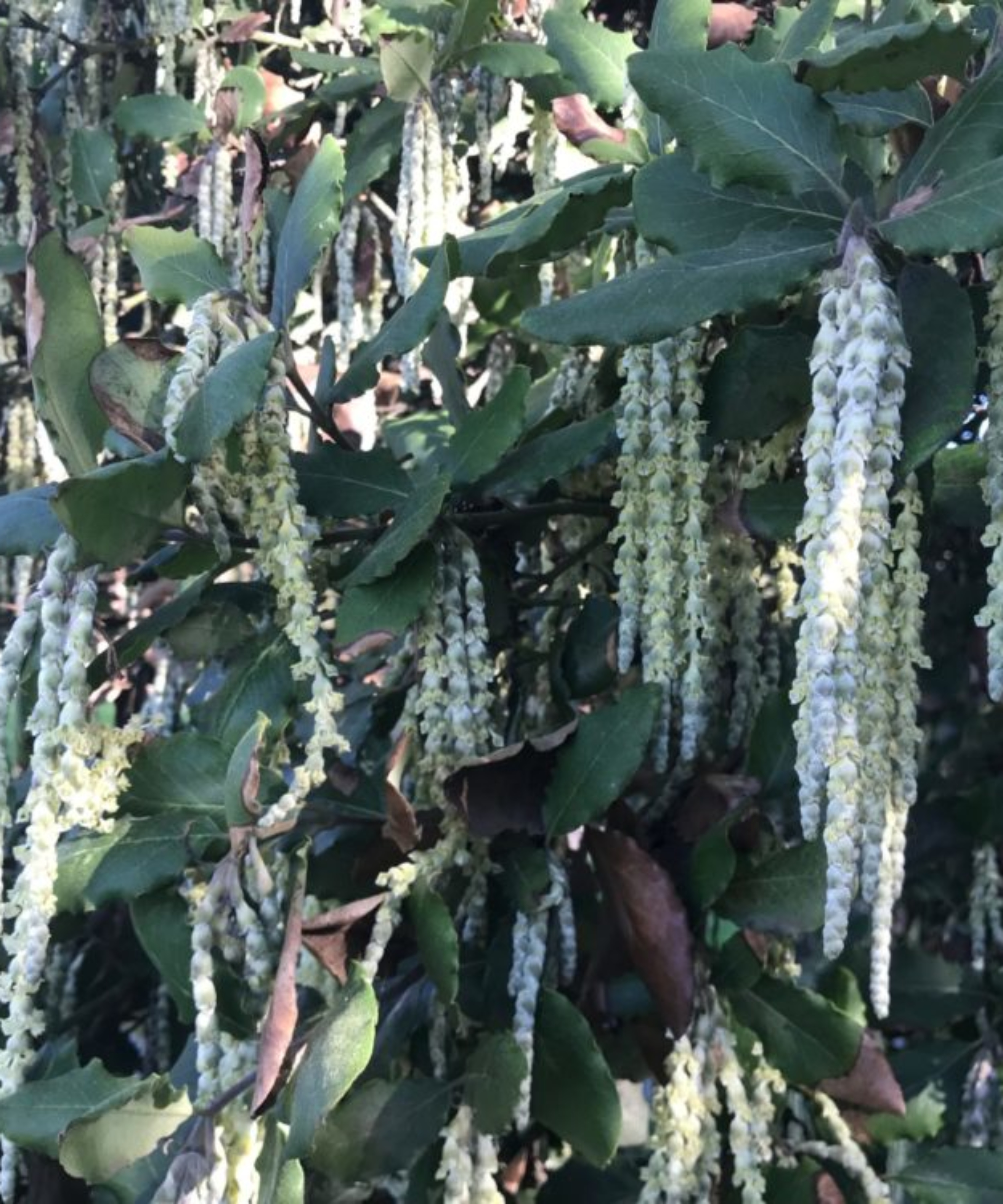 Coast Silk Tassel (<i>Garrya elliptica</i>)