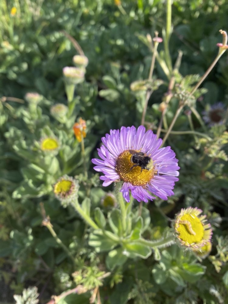 Seaside daisy (<i>Erigeron glaucus</i>)