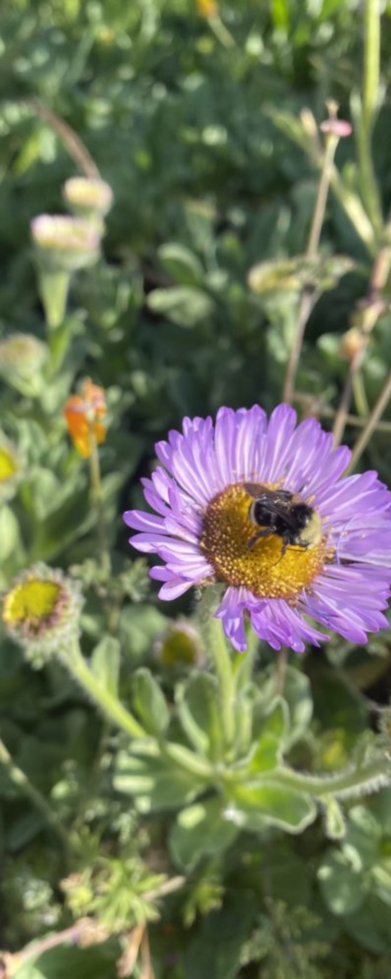 Seaside daisy (<i>Erigeron glaucus</i>)