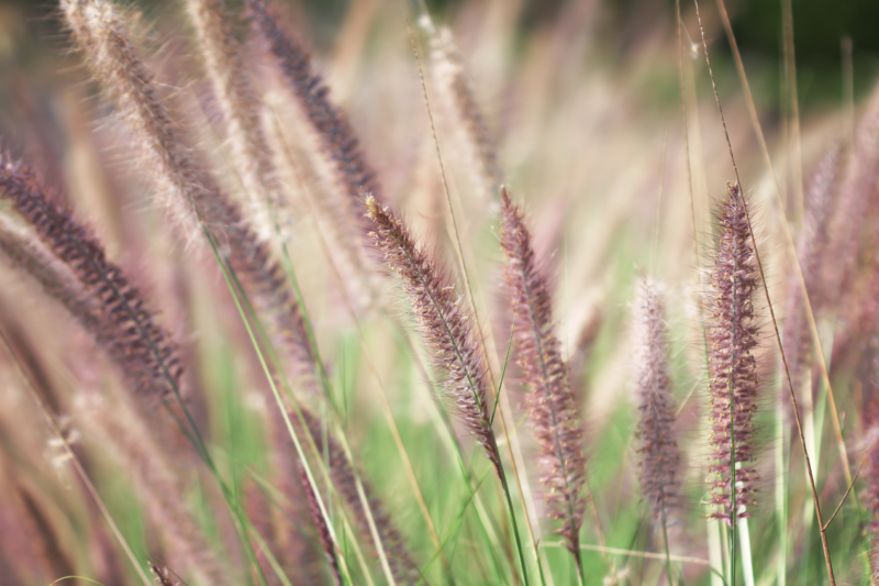 Purple Needlegrass (<i>Nassella pulchra</i>)