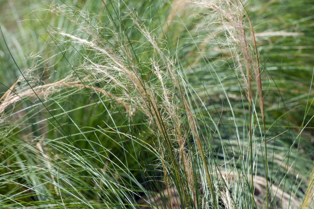 Tufted Hairgrass (<i>Deschampsia cespitosa</i>)