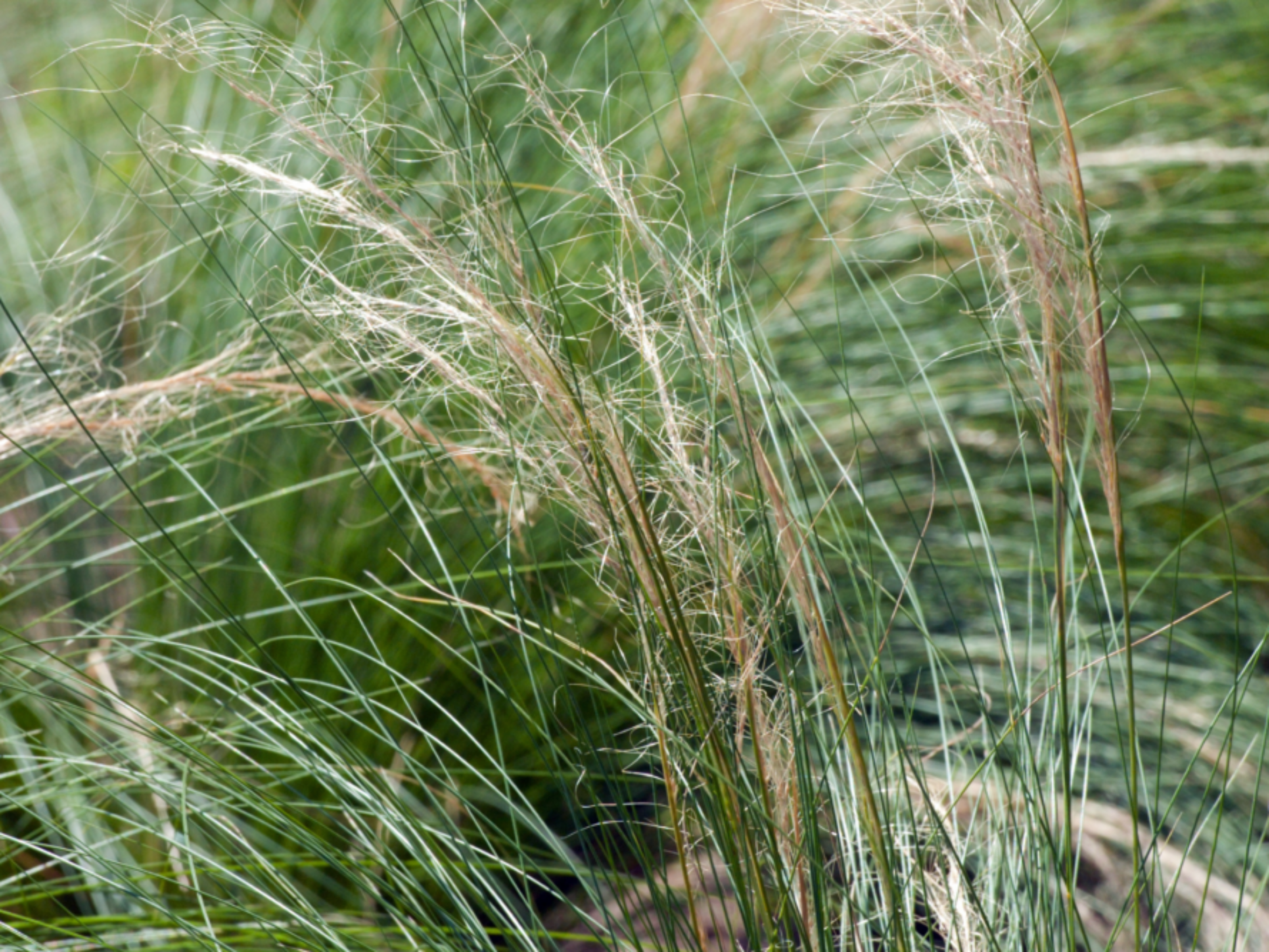 Tufted Hairgrass (<i>Deschampsia cespitosa</i>)