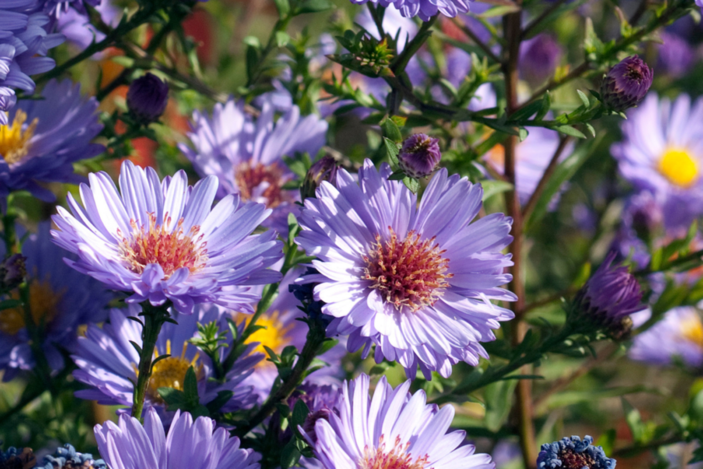 Pacific Aster (<i>Symphyotrichum chilense</i>)