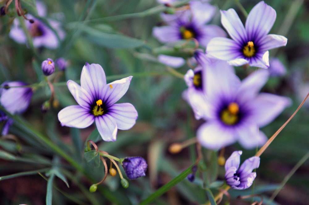 Blue-Eyed Grass (<i>Sisyrinchium bellum</i>)