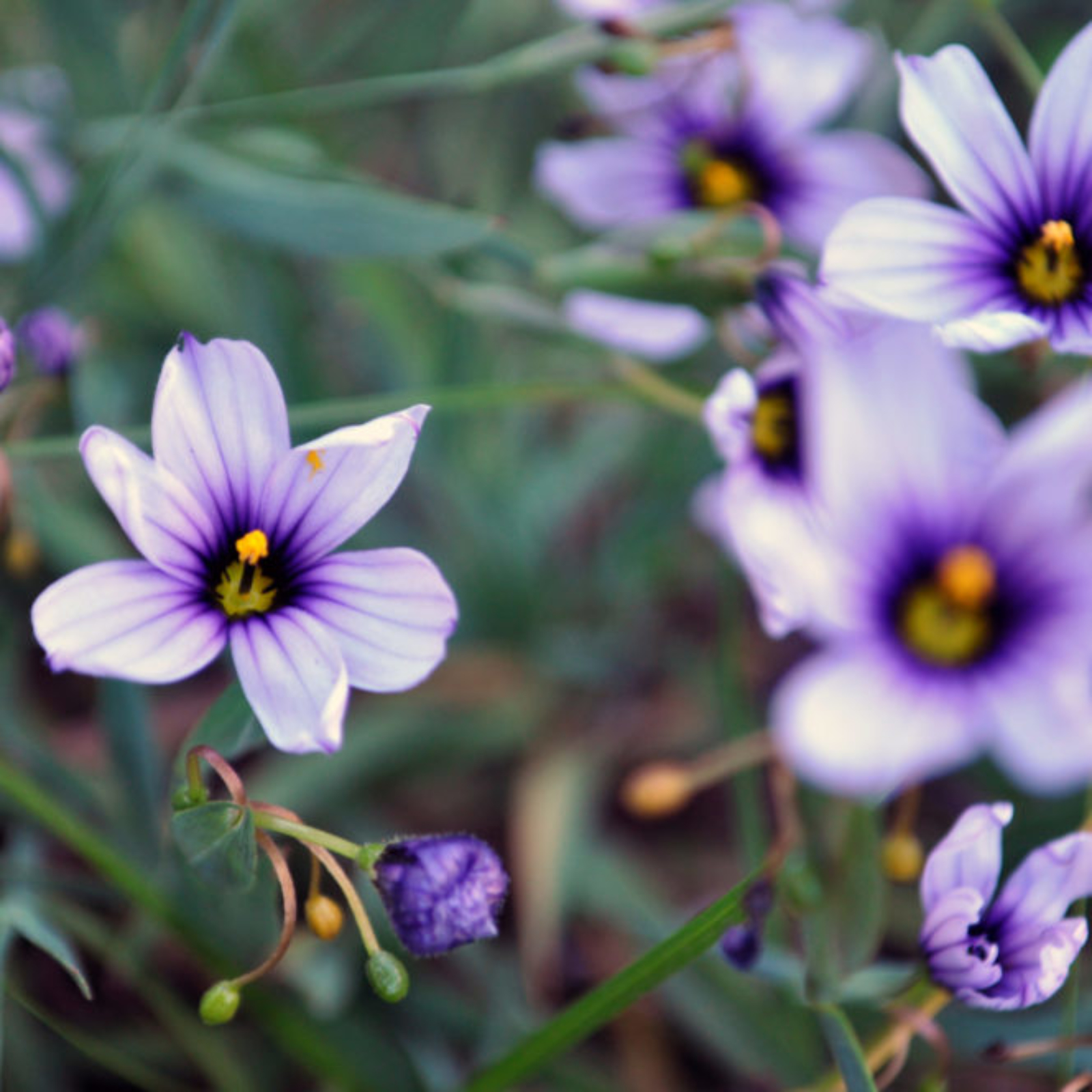 Blue-Eyed Grass (<i>Sisyrinchium bellum</i>)