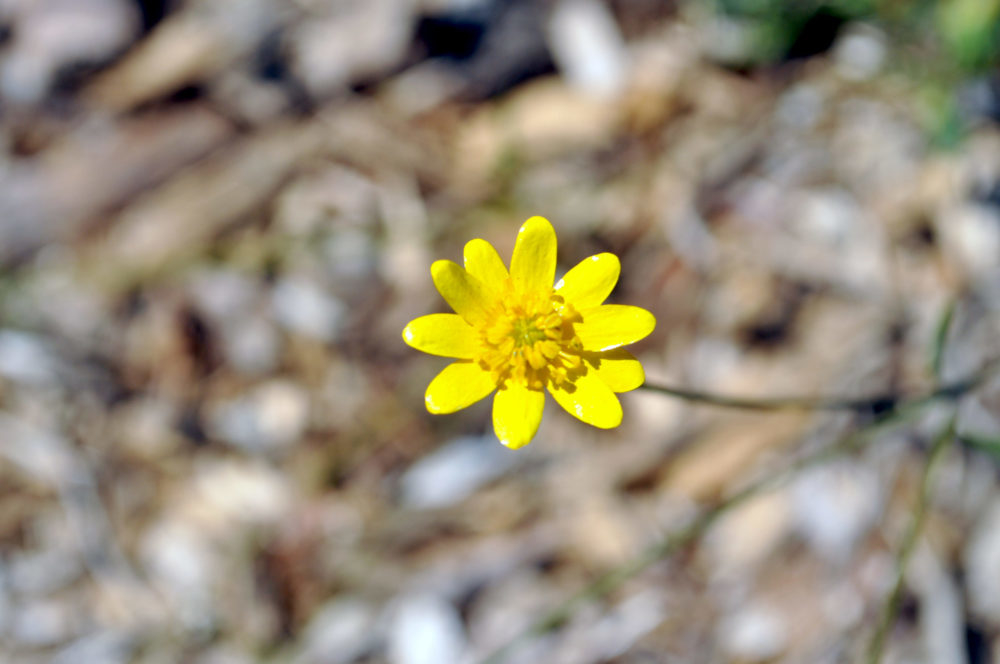 California Buttercup (<i>Ranunculus californicus</i>)