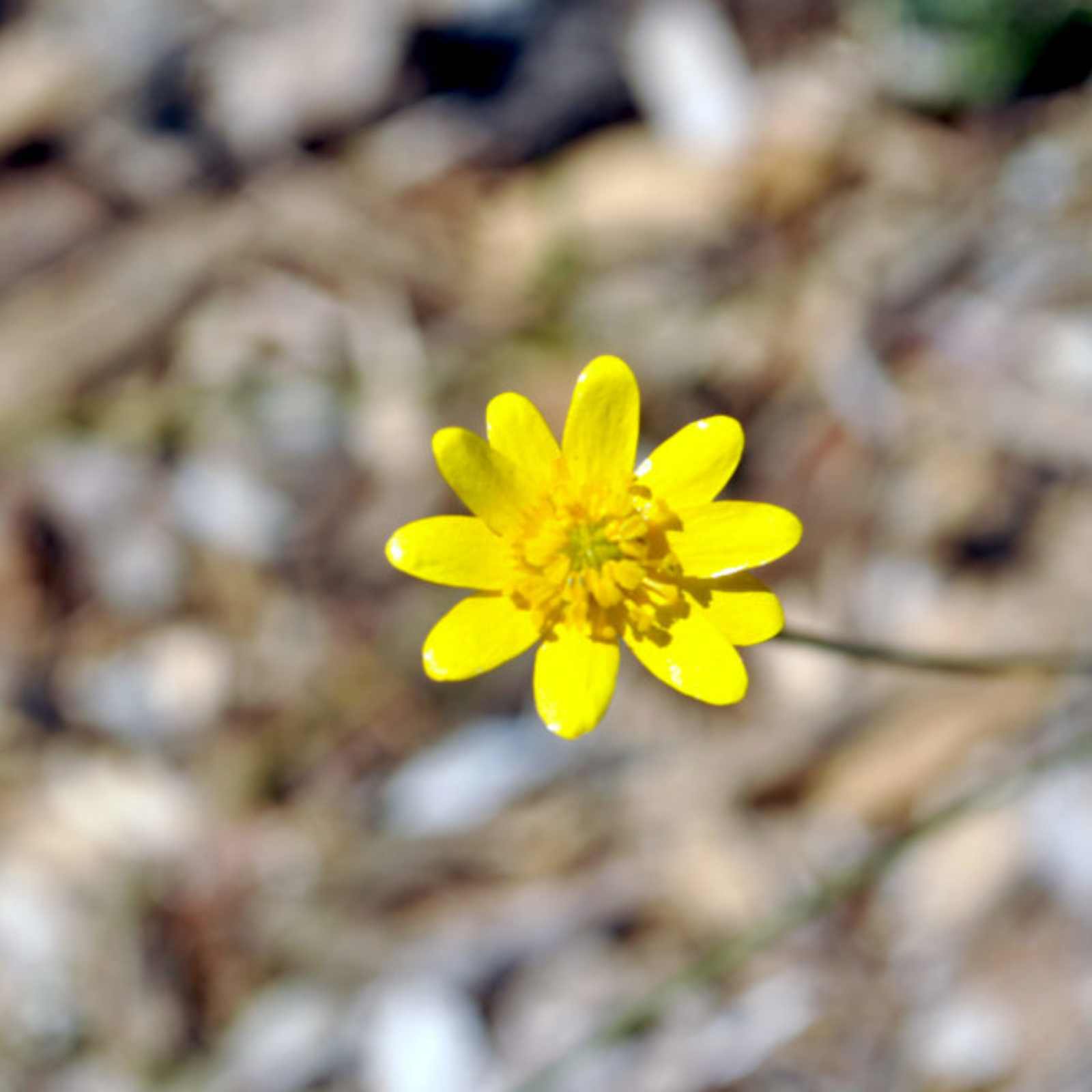 California Buttercup (<i>Ranunculus californicus</i>)