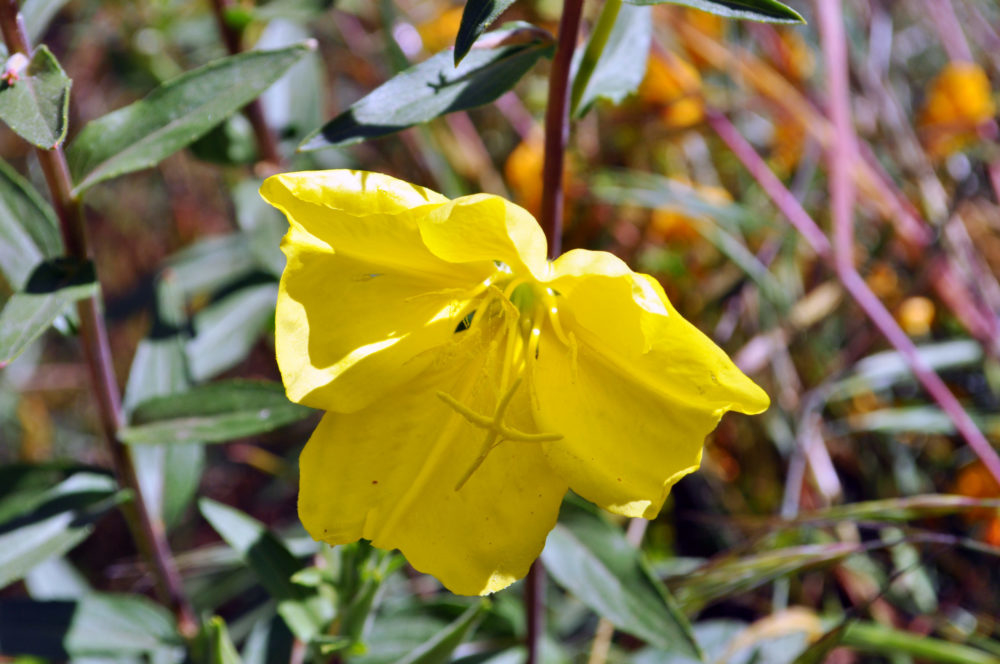 Evening Primrose (<i>Oenothera elata ssp. hookeri</i>)