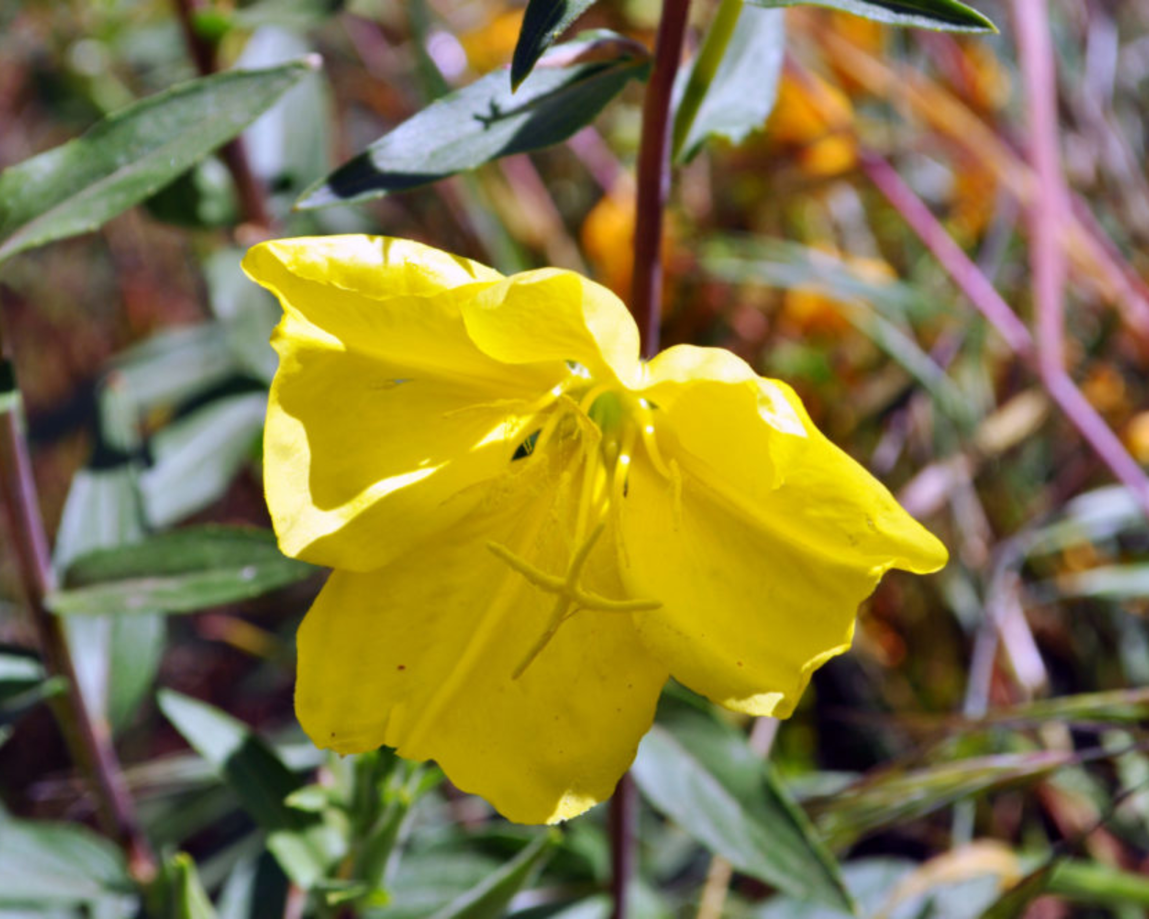 Evening Primrose (<i>Oenothera elata ssp. hookeri</i>)