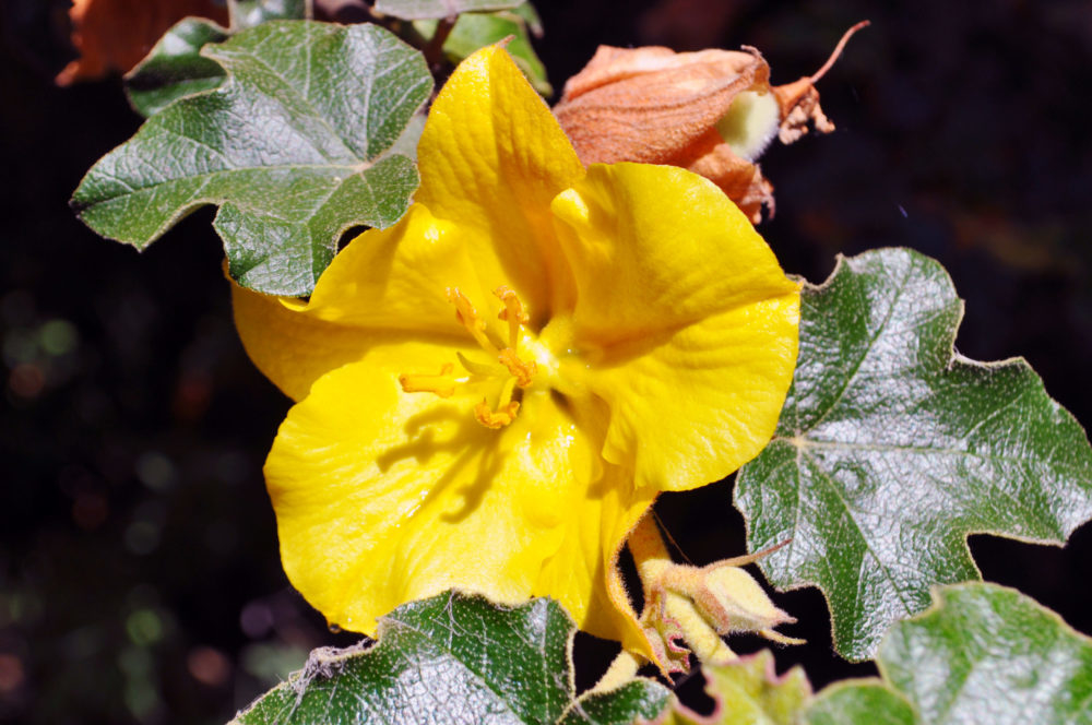 California Flannelbush (<i>Fremontodendron californicum</i>)