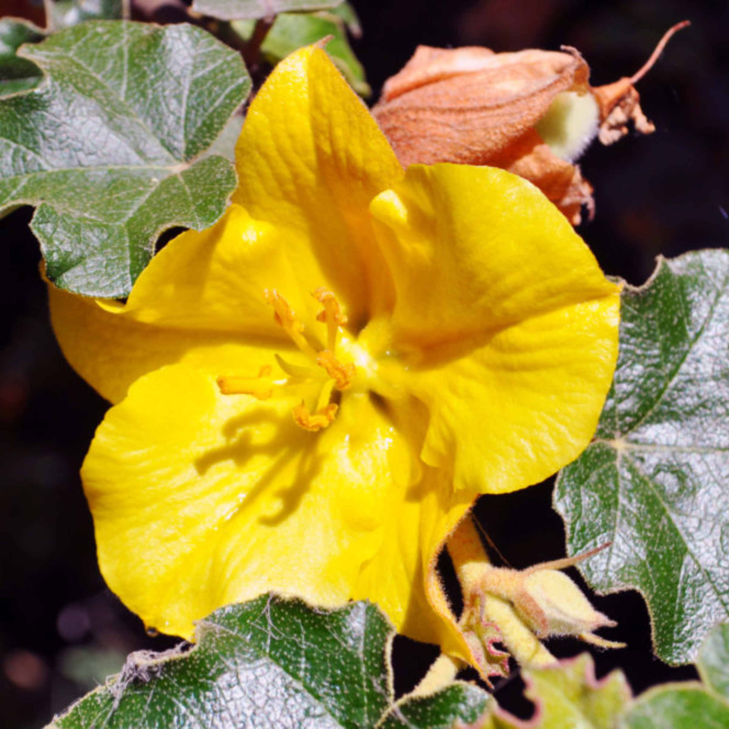California Flannelbush (<i>Fremontodendron californicum</i>)