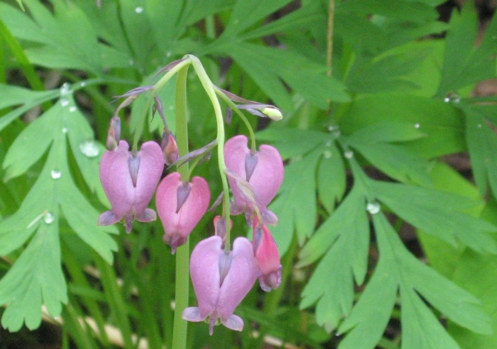 Pacific Bleeding Heart (<i>Dicentra formosa</i>)