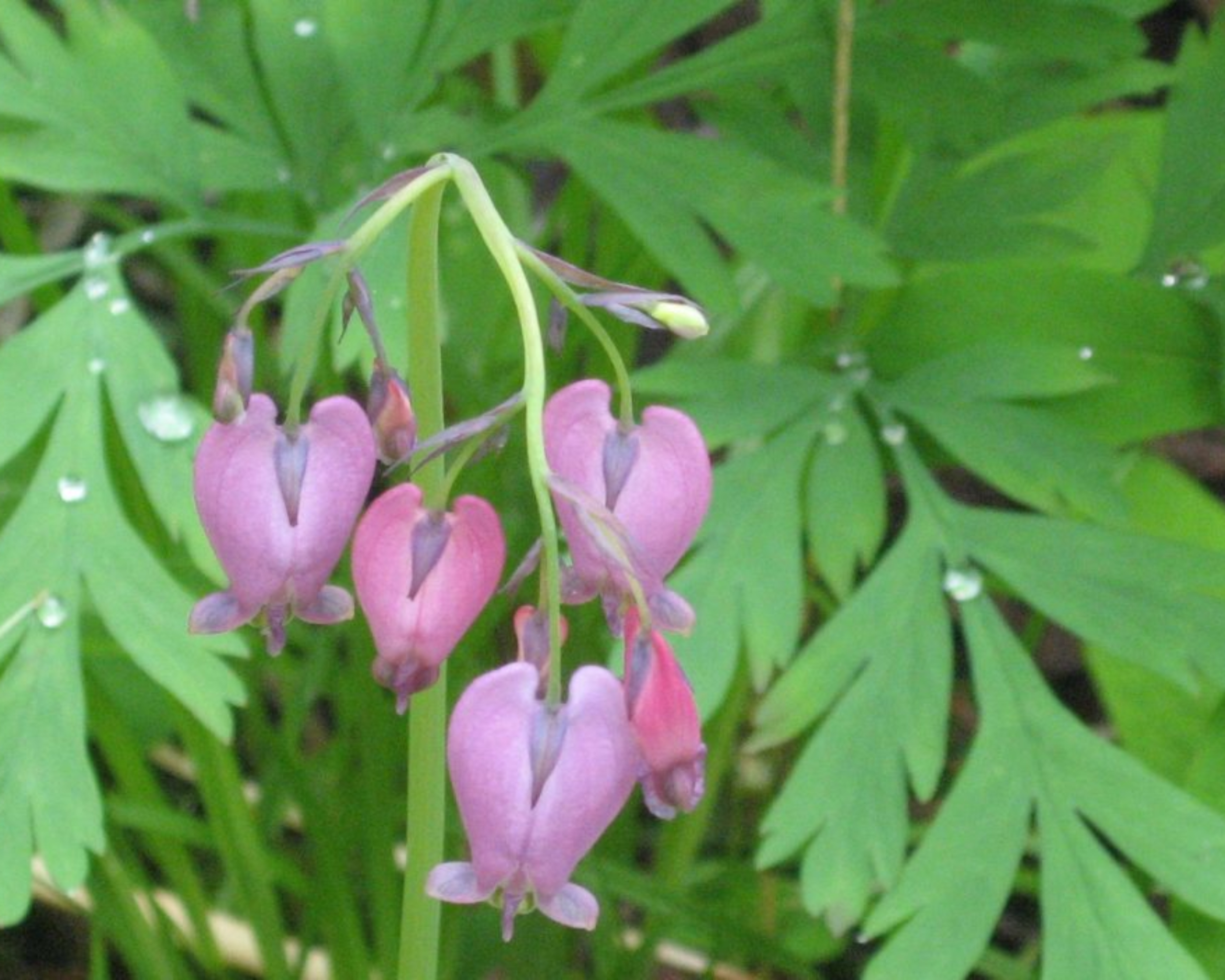 Pacific Bleeding Heart (<i>Dicentra formosa</i>)