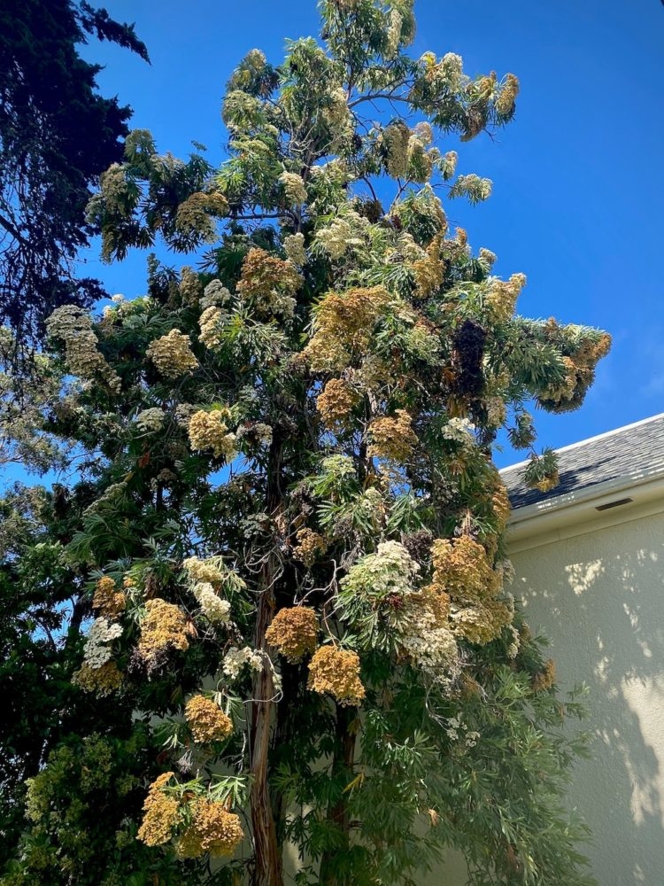Santa Cruz Island Ironwood (<i>Lyonothamnus floribundus ssp. asplenifolius</i>)