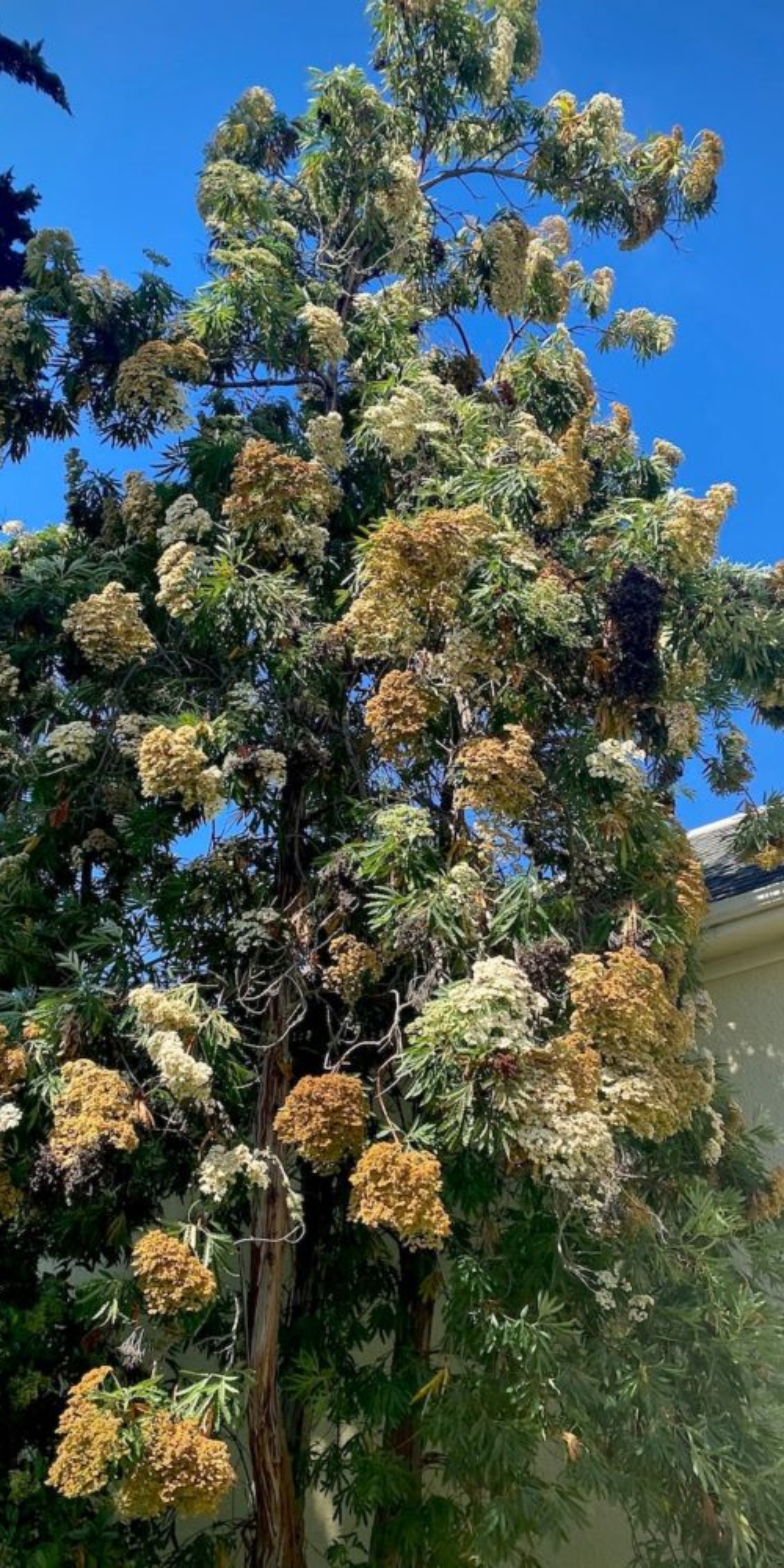 Santa Cruz Island Ironwood (<i>Lyonothamnus floribundus ssp. asplenifolius</i>)