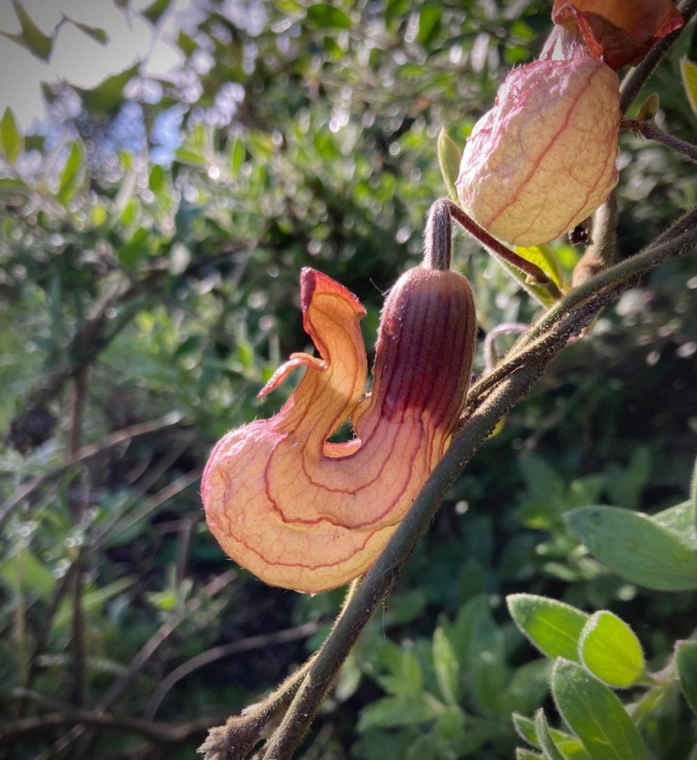 California Dutchman's-pipe (<i>Aristolochia californica</i>)