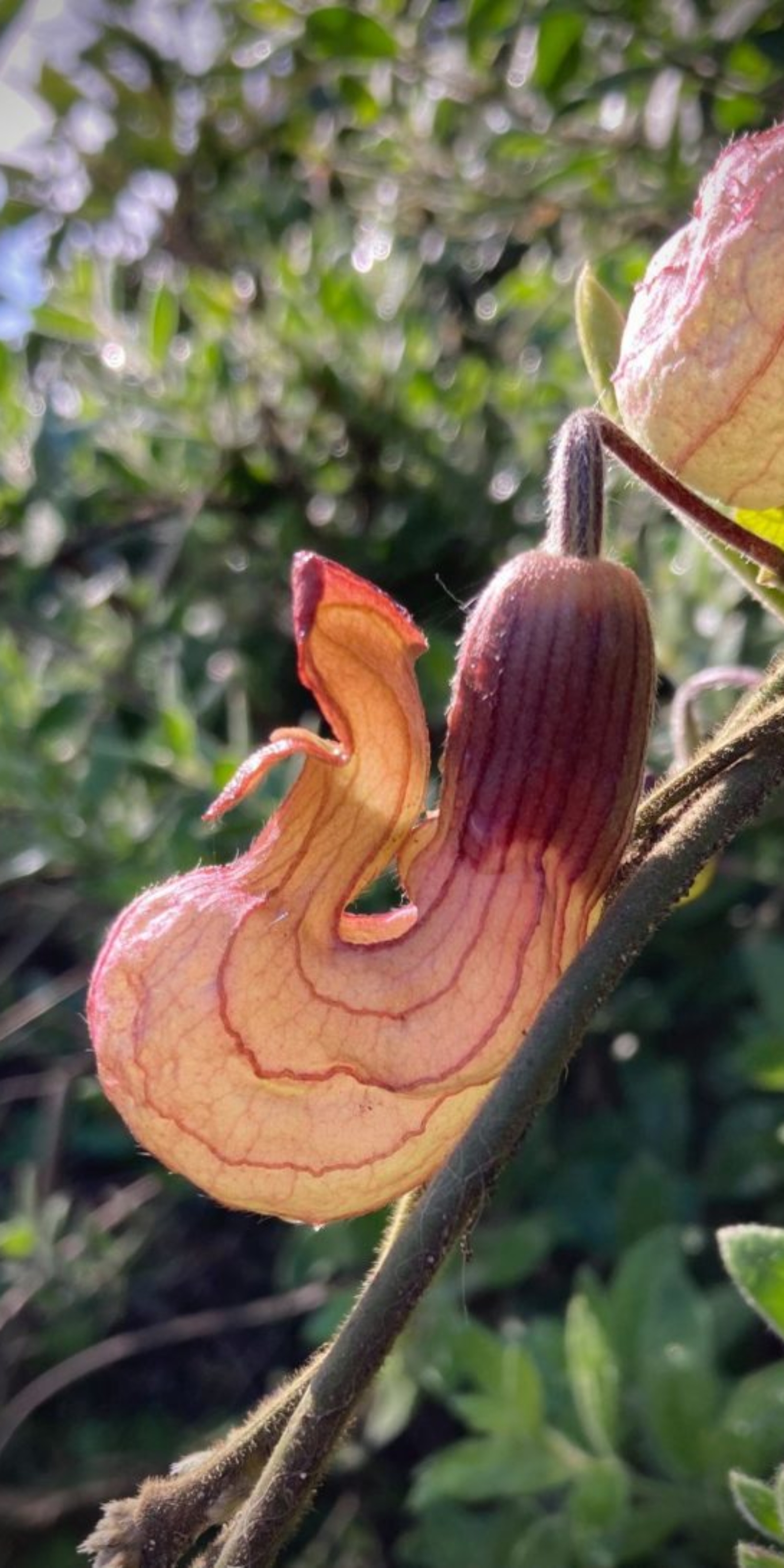 California Dutchman's-pipe (<i>Aristolochia californica</i>)