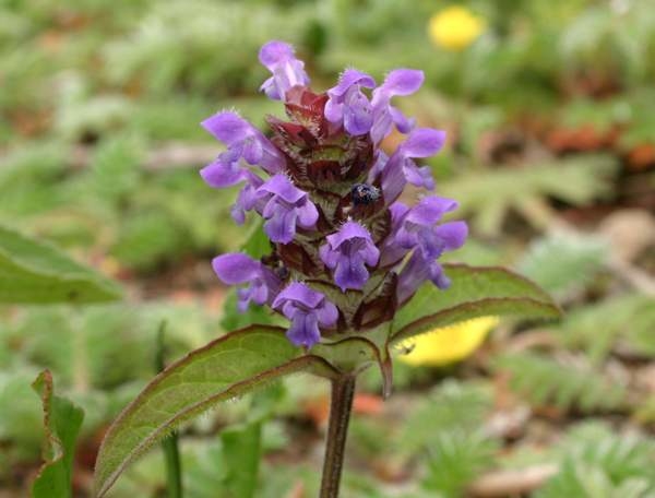 Self-heal (<i>Prunella vulgaris</i>)