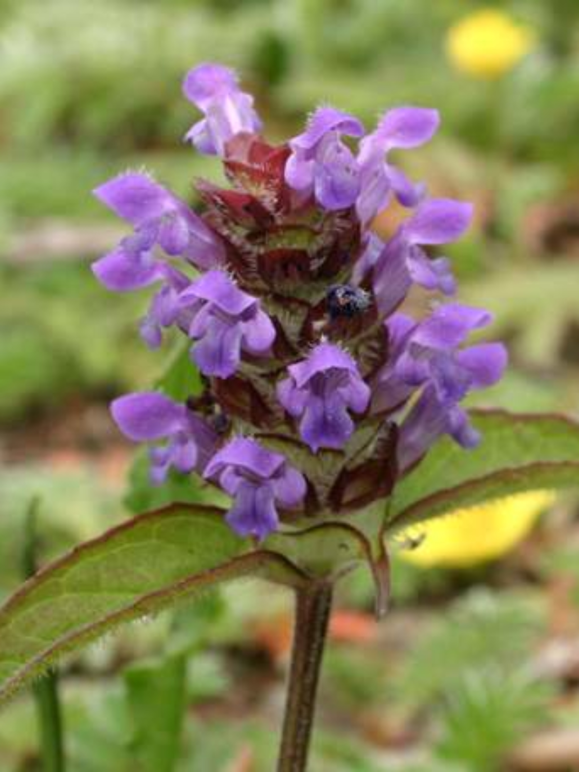 Self-heal (<i>Prunella vulgaris</i>)