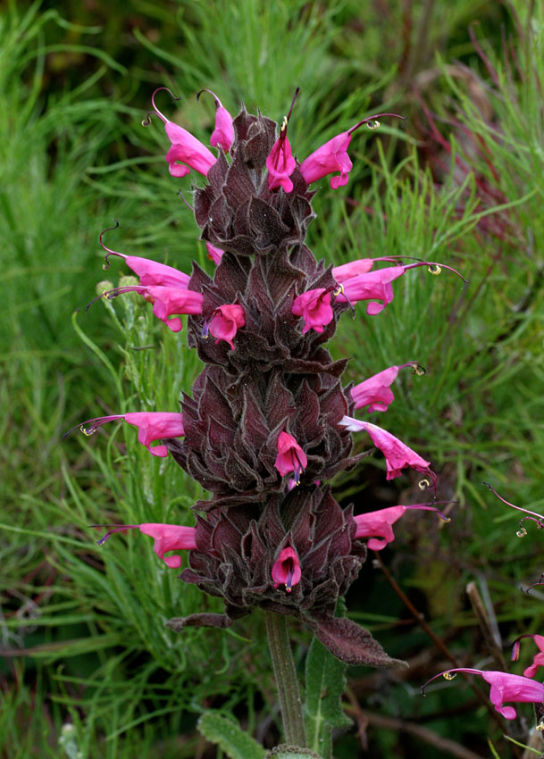 Hummingbird Sage (<i>Salvia spathacea</i>)