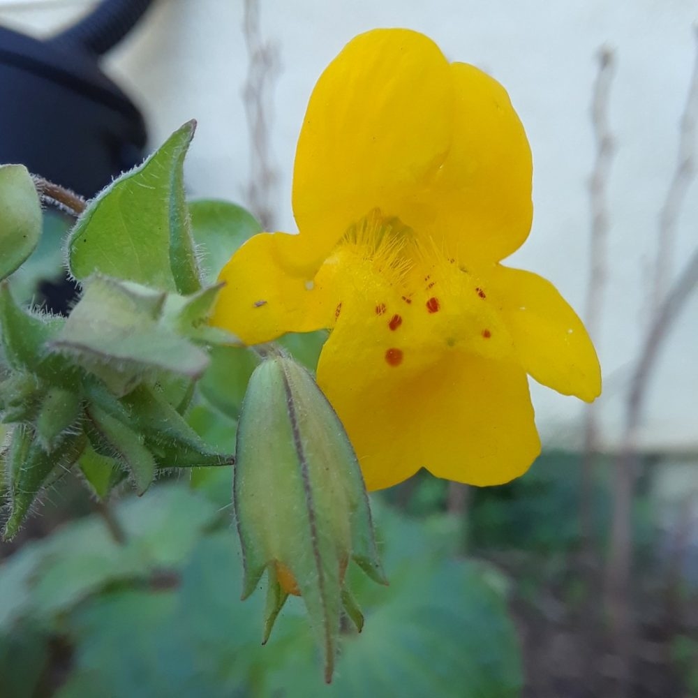 Seep Monkey Flower (<i>Erythranthe guttata</i>)