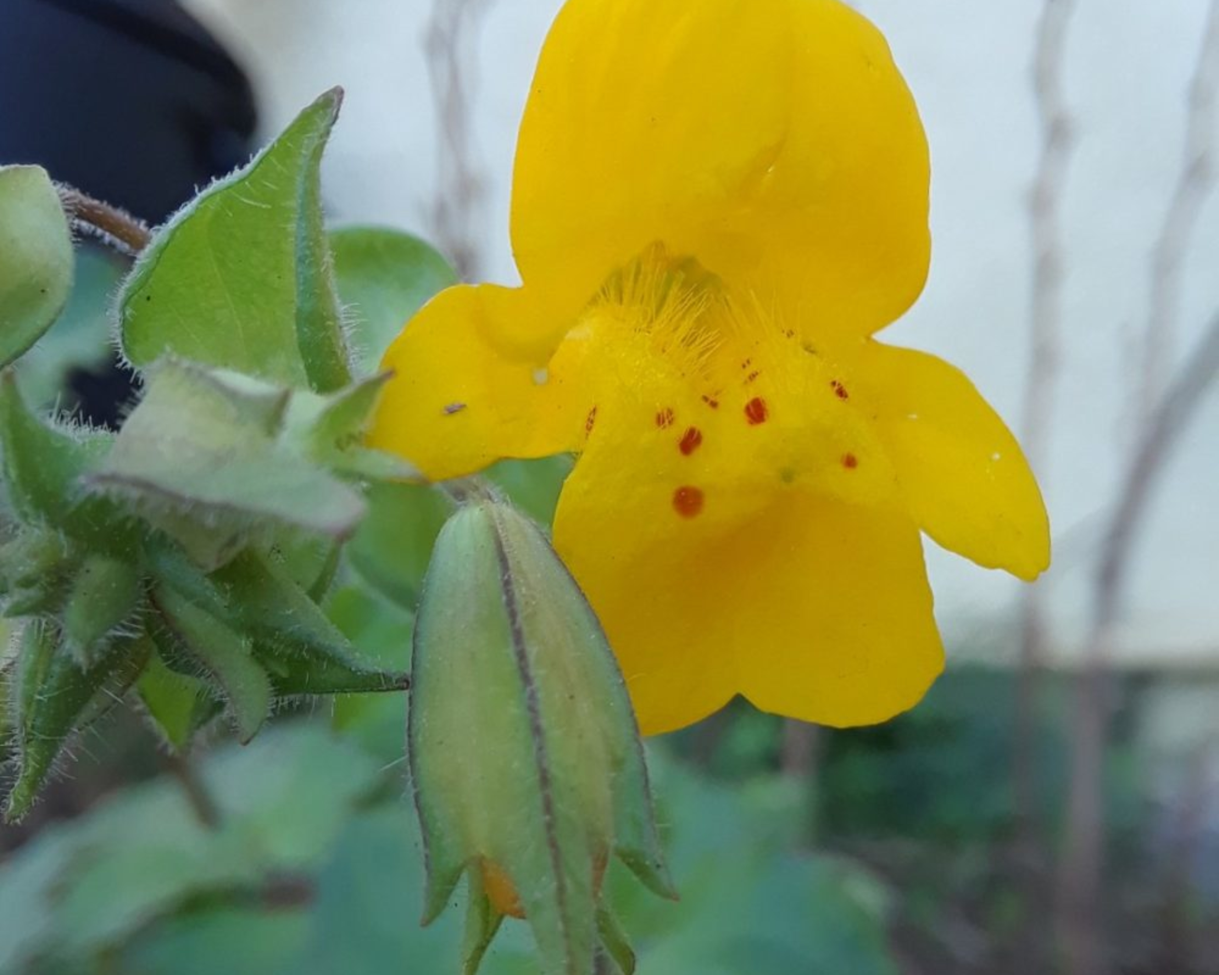 Seep Monkey Flower (<i>Erythranthe guttata</i>)