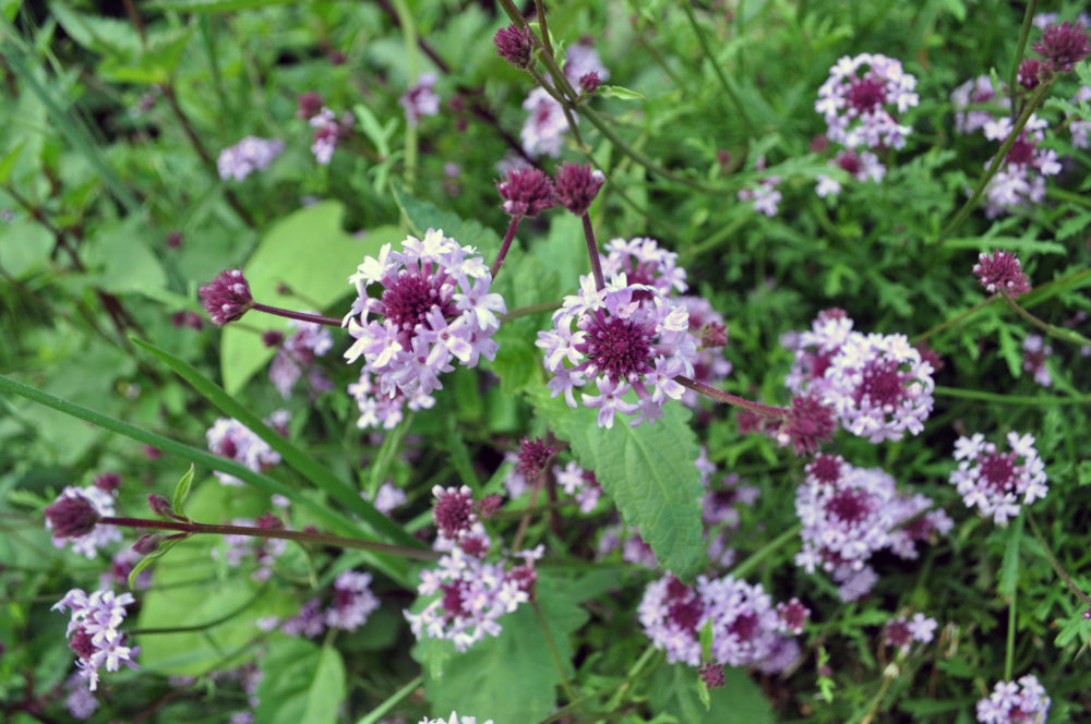 De La Mina Verbena (<i>Verbena lilacina ‘De La Mina’</i>)