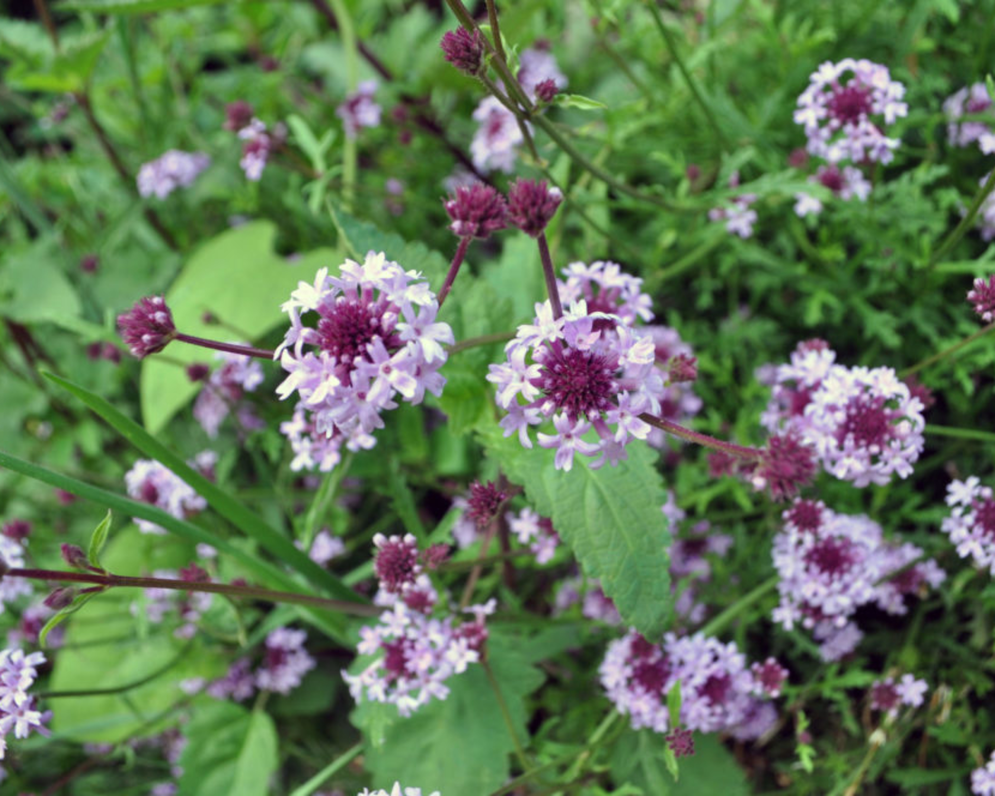 De La Mina Verbena (<i>Verbena lilacina ‘De La Mina’</i>)