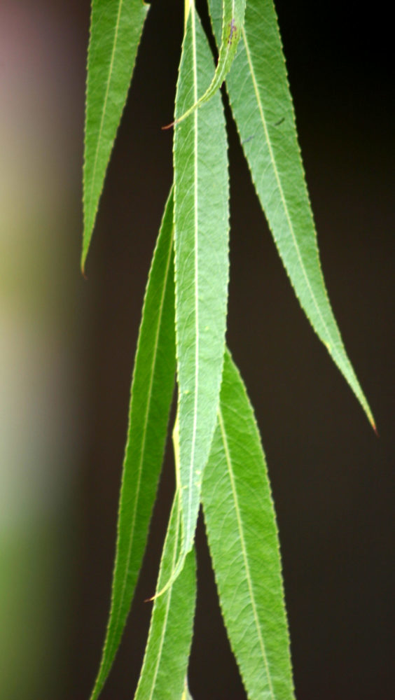 Arroyo Willow (<i>Salix lasiolepis</i>)