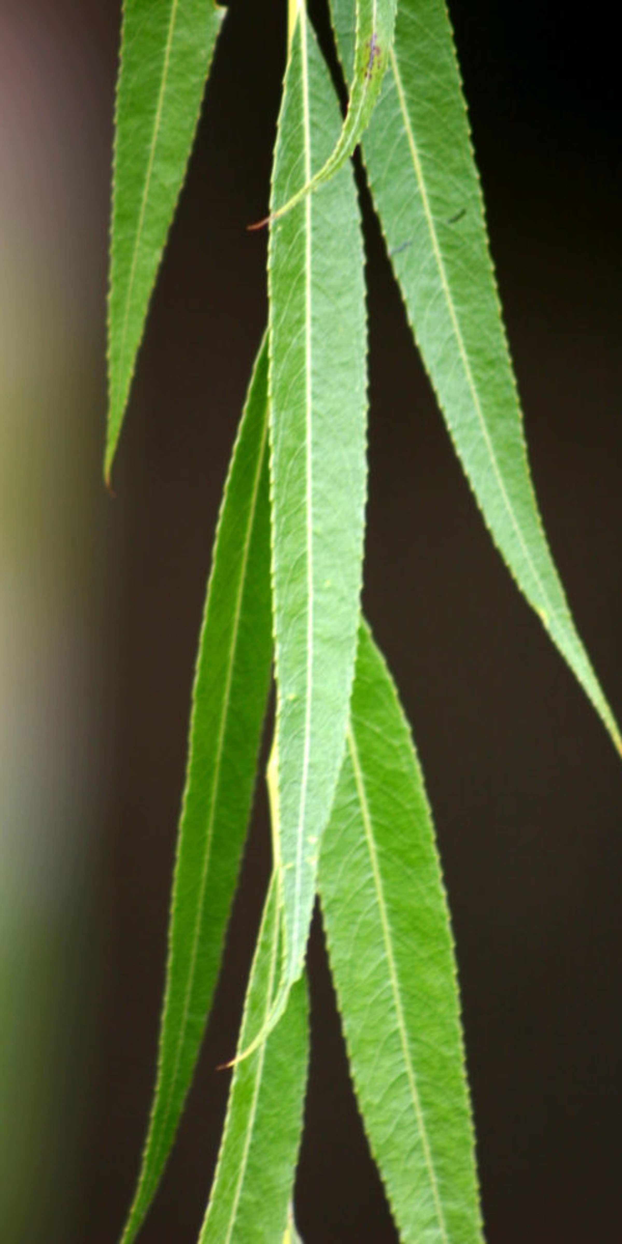 Arroyo Willow (<i>Salix lasiolepis</i>)