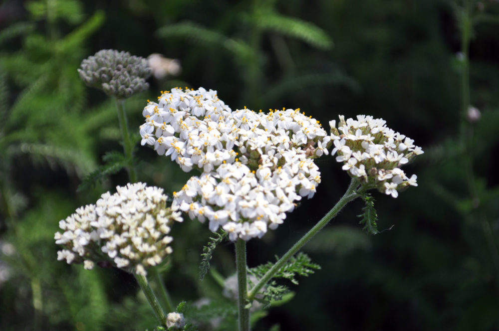 Common Yarrow (<i>Achillea millefolium</i>)