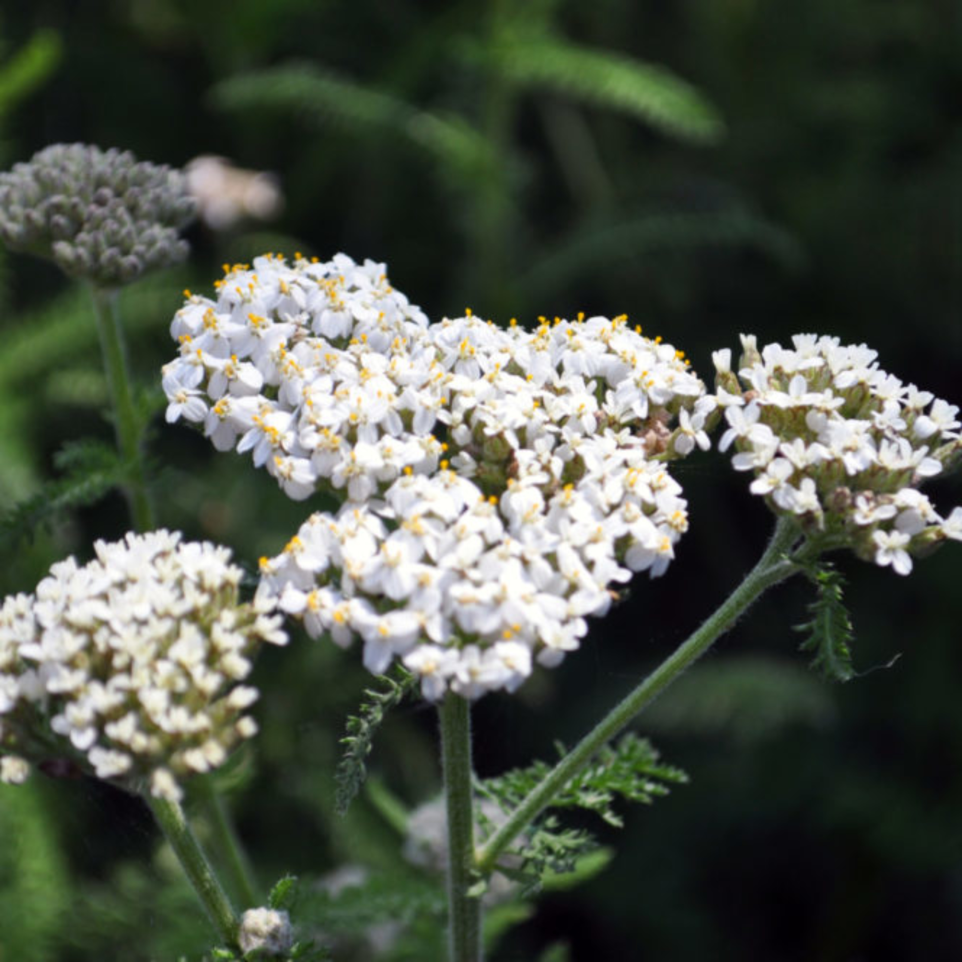 Common Yarrow (<i>Achillea millefolium</i>)