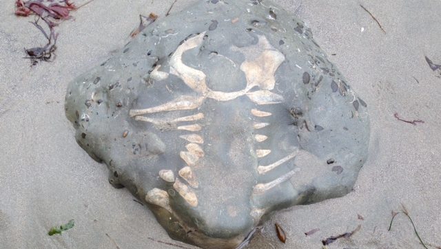 A large fossil in grey rock on the beach.