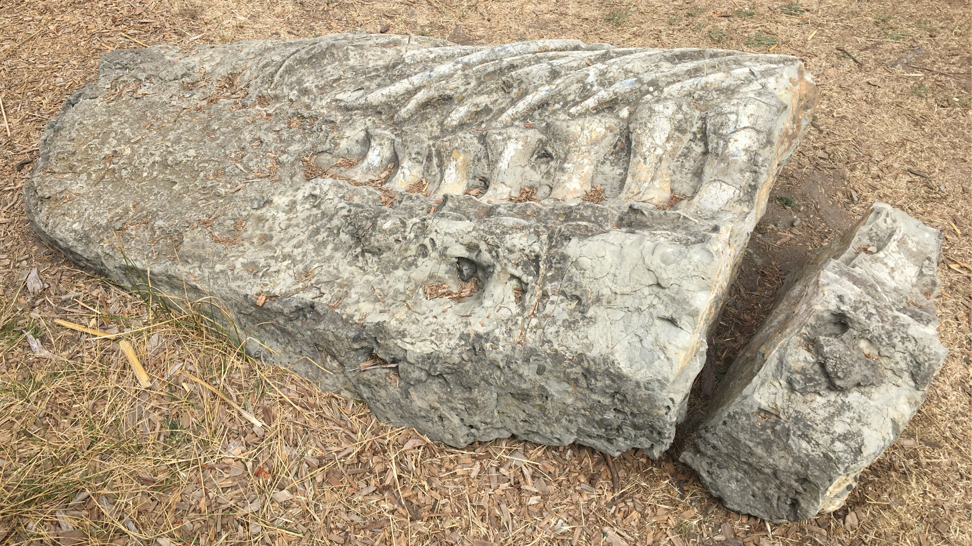 fossil of a whale ribcage