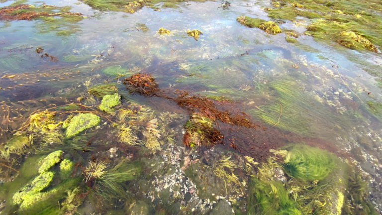 5 7 Nature Club Exploring The Tide Pools At Natural Bridges Santa 